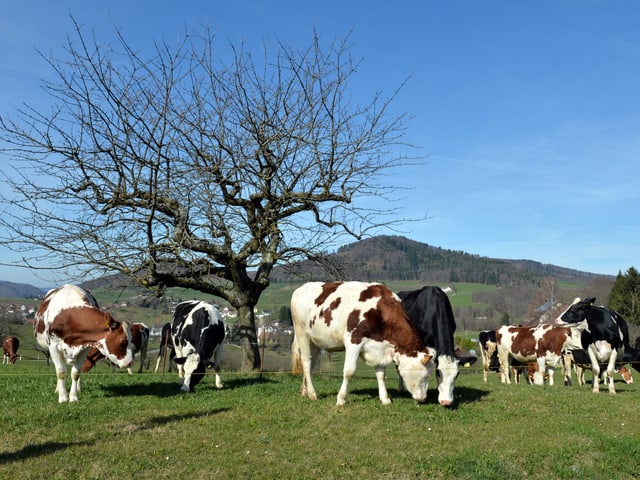 Grüne Wiese mit Kühen, blauer Himmel, kitschig. Grüne Wiese mit Kühen, blauer Himmel, kitschig.