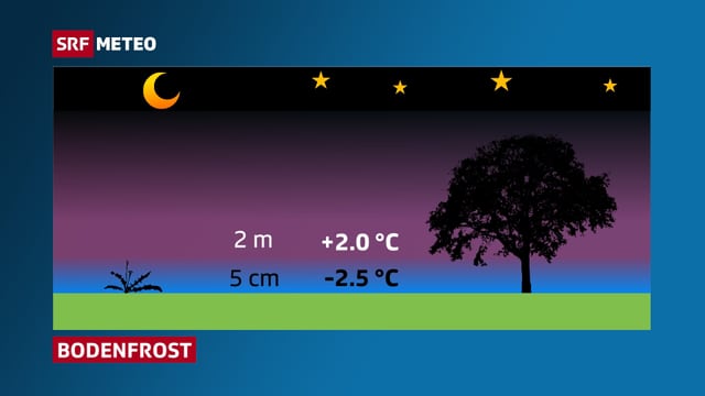 Das Bild zeigt sehr tiefe Temperaturen in Bodenähe und höhere Temperaturen ab ein oder zwei Metern. Der Löwenzahn liegt mitten in der kalten Luft. In der Höhe ist die Luft milder, der Baum steht somit in der wärmeren Luft. Das Bild zeigt sehr tiefe Temperaturen in Bodenähe und höhere Temperaturen ab ein oder zwei Metern. Der Löwenzahn liegt mitten in der kalten Luft. In der Höhe ist die Luft milder, der Baum steht somit in der wärmeren Luft.