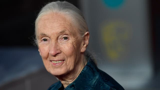 DRS 2 aktuell mit Jane Goodall (2008)