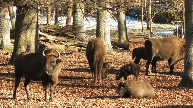 Wisente im Wald. Wisente im Wald.