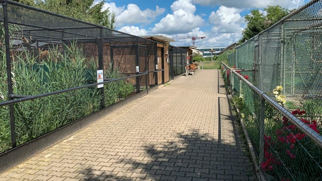 Aussenanlage der Storchenstation: Vergitterte Volieren links und rechts des Weges Aussenanlage der Storchenstation: Vergitterte Volieren links und rechts des Weges