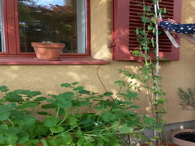 Erbsenpflanze Erbsenpflanze