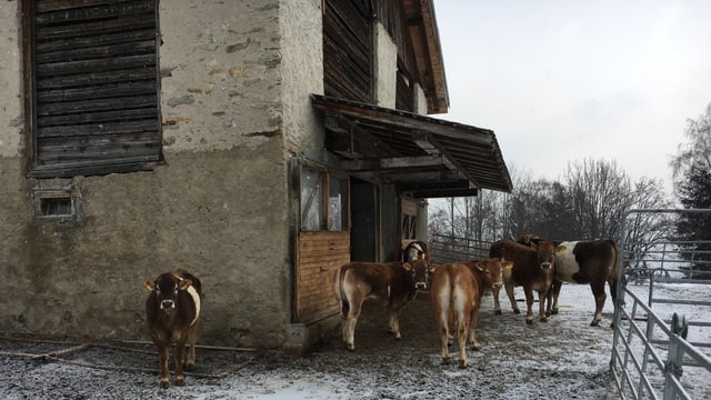 La stalla pitschna a Pignola La stalla pitschna a Pignola