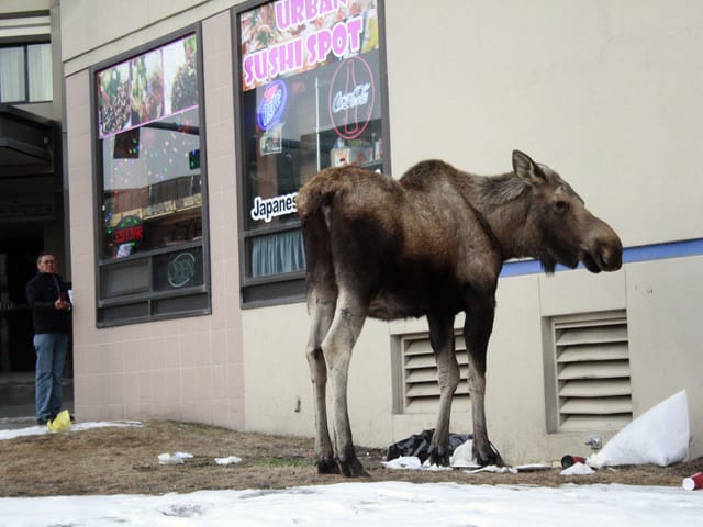 Ein Elch steht vor einem Geschäft in Anchorage. Ein Elch steht vor einem Geschäft in Anchorage.