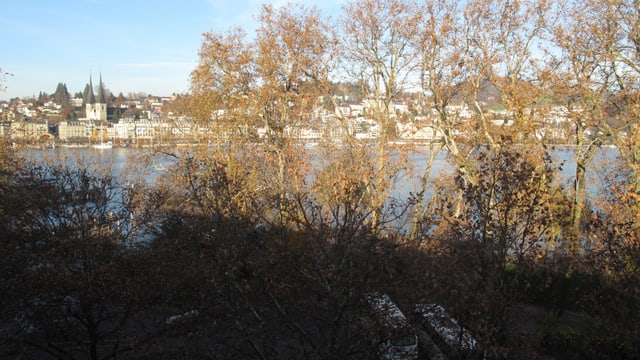 Bäume in der Stadt Luzern. Bäume in der Stadt Luzern.