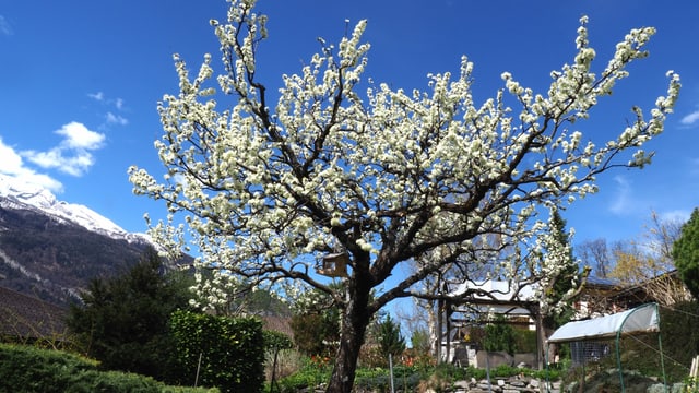 Blühender Baum in Chur. Blühender Baum in Chur.