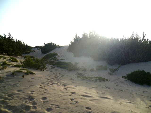 Düne mit etwas Grün. Düne mit etwas Grün.