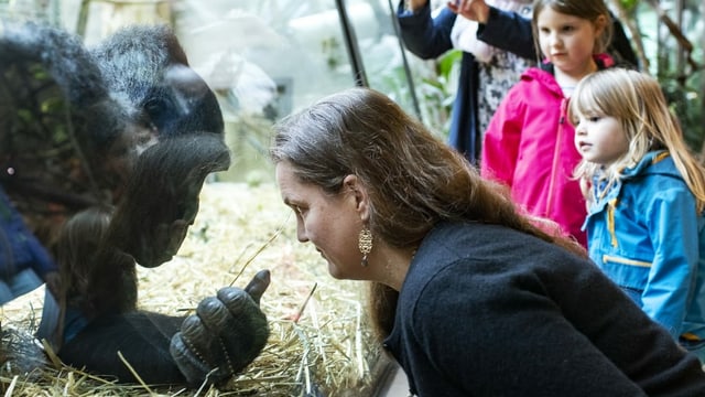Gorilla und eine Frau stehen sich gegenüber Gorilla und eine Frau stehen sich gegenüber