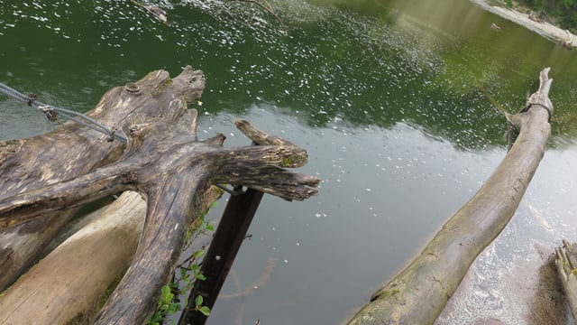 Verankerter Baumstamm im Fluss. Verankerter Baumstamm im Fluss.