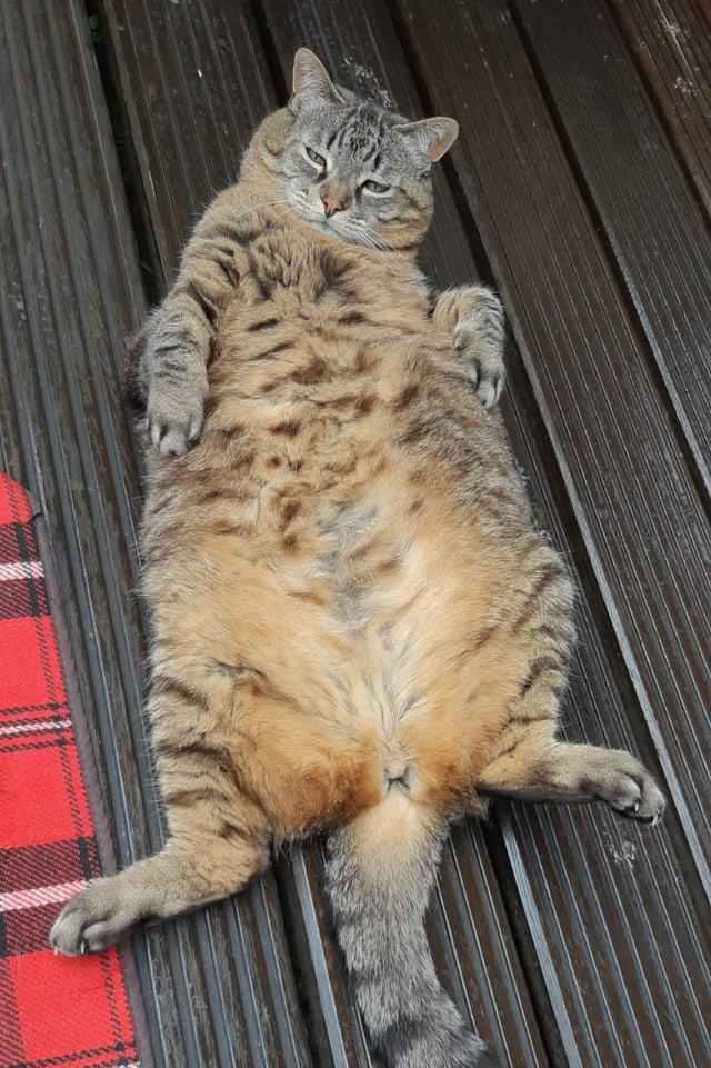 Eine Katze liegt auf dem Rücken.
