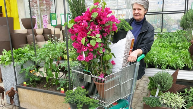 Gartencenter zentralschweiz