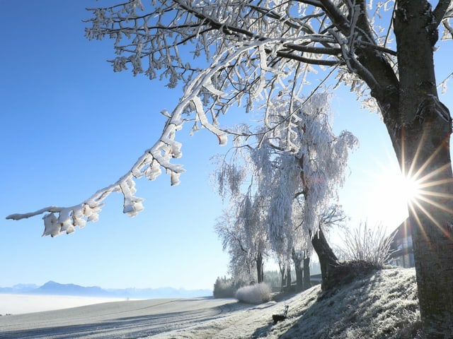 Raueis an einem Baum und auf der Wiese