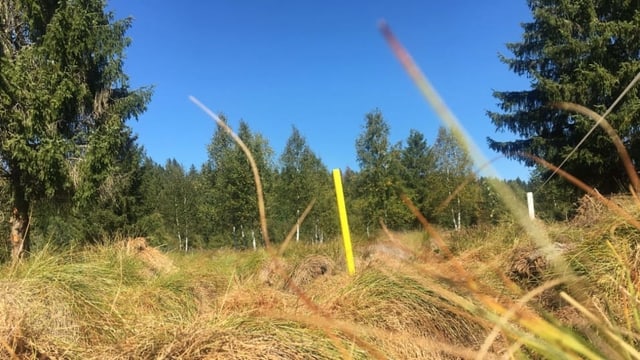 Jurawiese mit Bäumen. Jurawiese mit Bäumen.