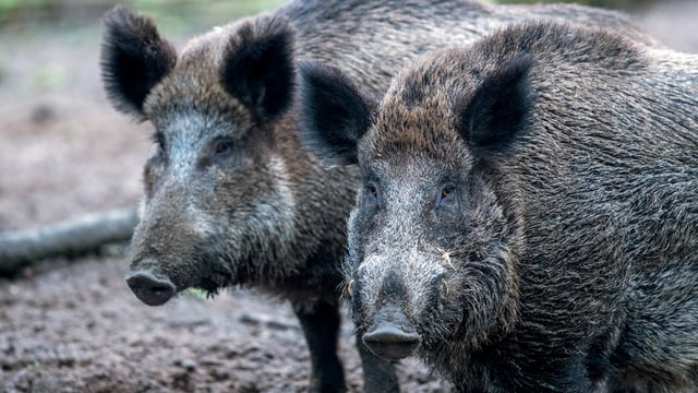 «Einschleppung der Afrikanischen Schweinepest jederzeit möglich»