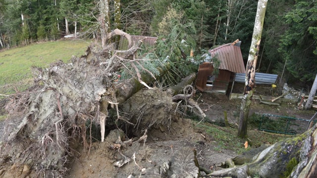 Umgestürzter Baum samt Wurzel im Emmental. Umgestürzter Baum samt Wurzel im Emmental.