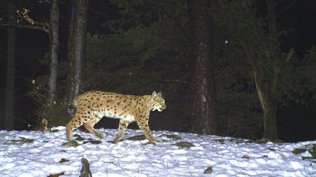 Luchs im Wald. Luchs im Wald.