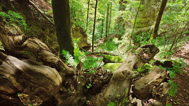 Blick in ein Waldreservat vom Naturpark Thal. Blick in ein Waldreservat vom Naturpark Thal.
