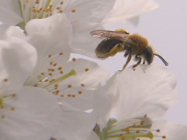 Eine Biene auf einer Blüte Eine Biene auf einer Blüte