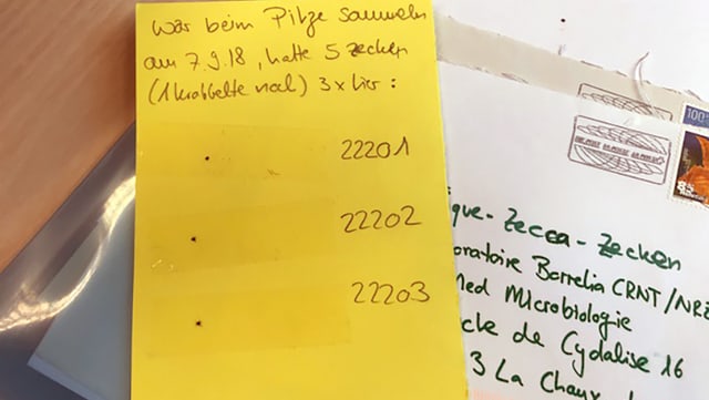 gelber Brief mit drei aufgeklebte Zecken gelber Brief mit drei aufgeklebte Zecken