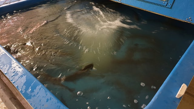 Wasserbehälter mit Forellen Wasserbehälter mit Forellen