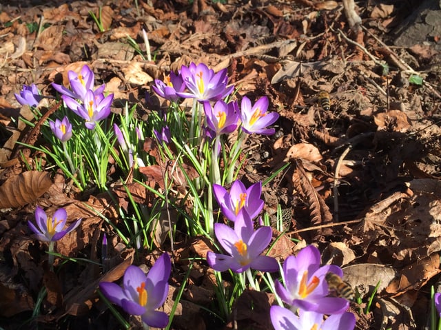 Violet leuchten die Blütenblätter der Krokuse im Sonnenlicht. Rings herum liegt noch Laub vom Herbst.