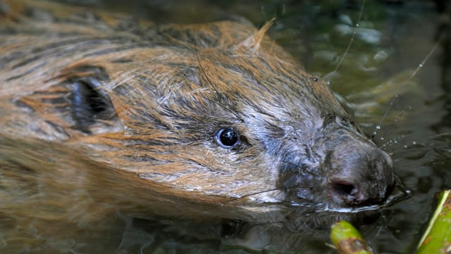 Biber schwimmt im Wasser. Kopf leicht über Wasser. Biber schwimmt im Wasser. Kopf leicht über Wasser.
