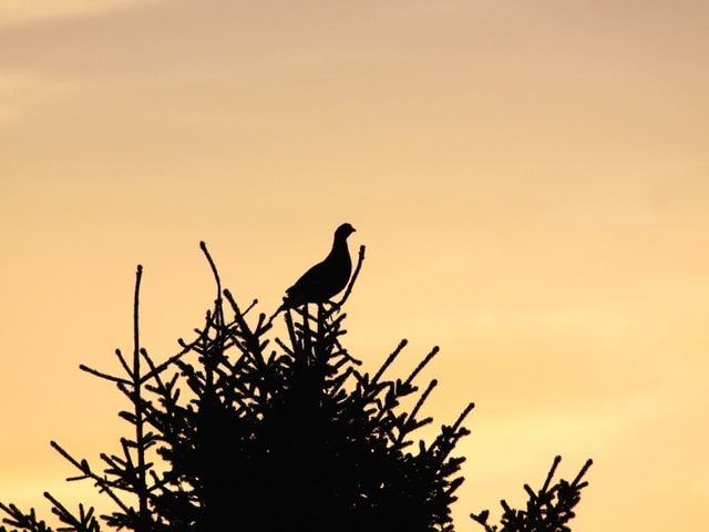 Bräunlich-gelblicher Himmel. Im Vordergrund schwarze Konturen einer Tanne und eines Vogels, der im Baum sitzt.
