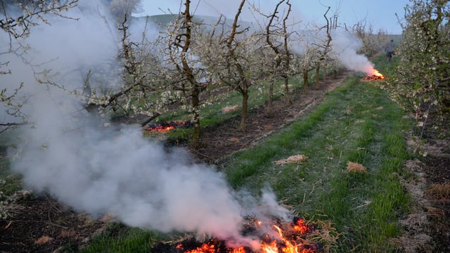 Ende Monat versuchte man in der Landwirtschaft den Frost mit Feuern zu bekämpfen. Ende Monat versuchte man in der Landwirtschaft den Frost mit Feuern zu bekämpfen.