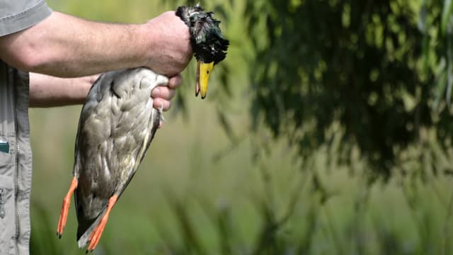 Jäger hält getötete Ente am Hals Jäger hält getötete Ente am Hals