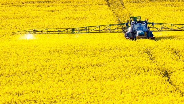 Gelbes Rapsfeld, darauf ein Traktor, der grossflächig Sprühmittel ausbringt. Gelbes Rapsfeld, darauf ein Traktor, der grossflächig Sprühmittel ausbringt.