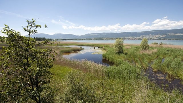 Moor mit Pflanzen und Wasser. Moor mit Pflanzen und Wasser.