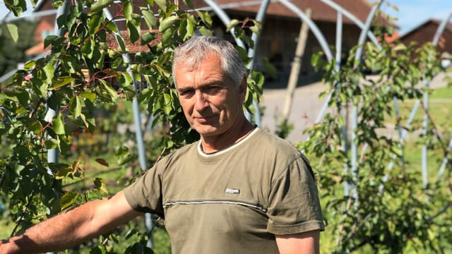 Aprikosenbauer Werner Stadler aus Langrickenbach Aprikosenbauer Werner Stadler aus Langrickenbach