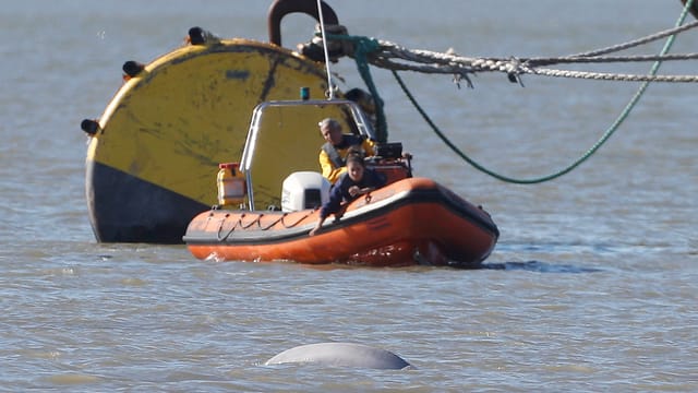 Gummiboot von Seenotrettern vor dem verirrten Beluga-Wal in der Themse. Gummiboot von Seenotrettern vor dem verirrten Beluga-Wal in der Themse.