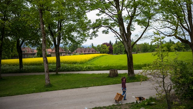 Das Mittelfeld. Das Mittelfeld.