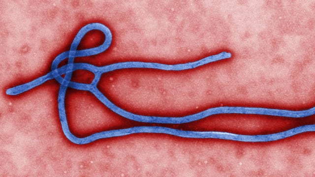 Ebola-Erkrankung Ebola-Erkrankung
