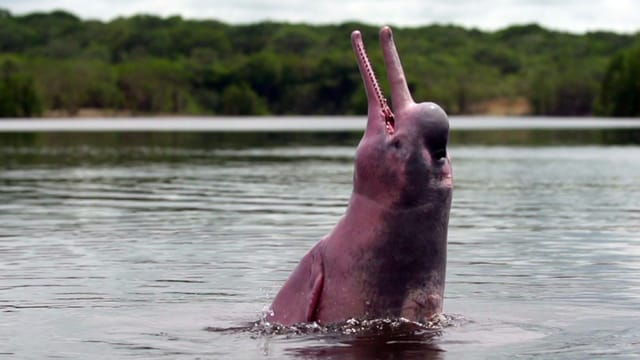 Flussdelfin springt bis zur Hälfte aus dem Wasser Flussdelfin springt bis zur Hälfte aus dem Wasser