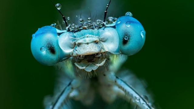 Nahaufnahme einer blauen Libelle Nahaufnahme einer blauen Libelle