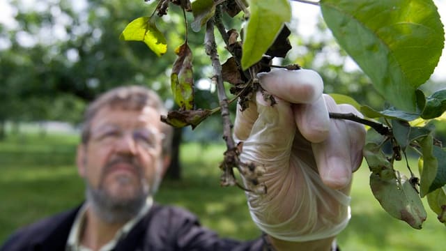 Kontrolleur mit Handschuh prüft befallenen Ast Kontrolleur mit Handschuh prüft befallenen Ast
