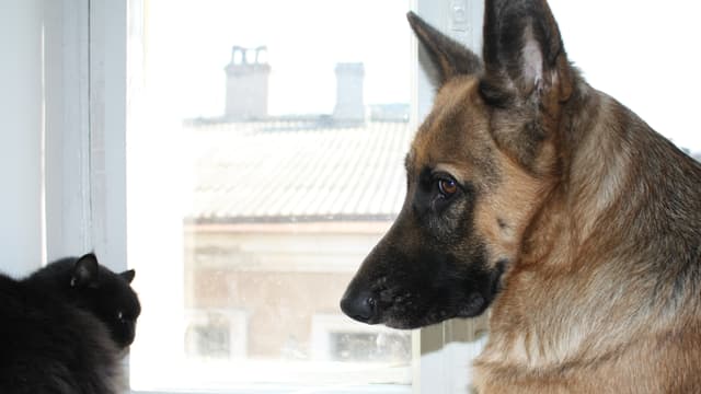 Hund und Katze vor einem Fenster. Hund und Katze vor einem Fenster.