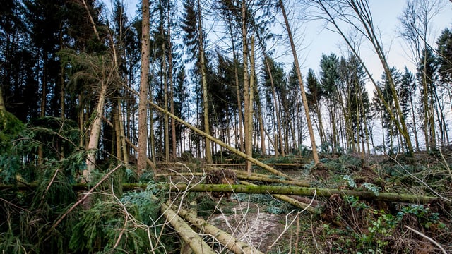 Ein Wald, im Bildvordergrund geknickte Bäume. Ein Wald, im Bildvordergrund geknickte Bäume.