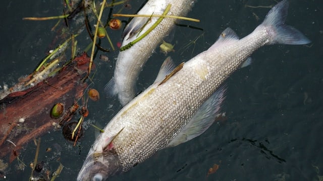 Zwei tote Fische treiben in einem Fluss.