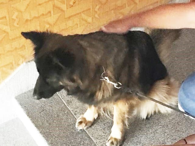 Schäferhung an der Leine in einer Wohnung. Schäferhung an der Leine in einer Wohnung.