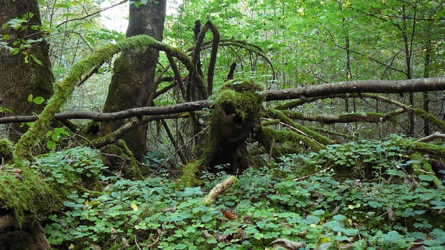 Toter Baum, viel Moos Toter Baum, viel Moos