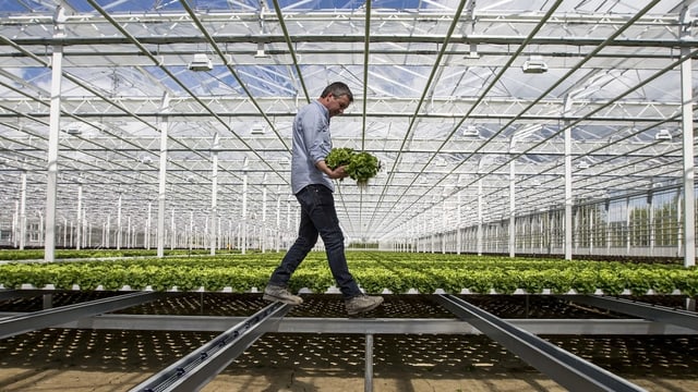 Ein Mann in einem Gewächshaus voller Salat. Ein Mann in einem Gewächshaus voller Salat.