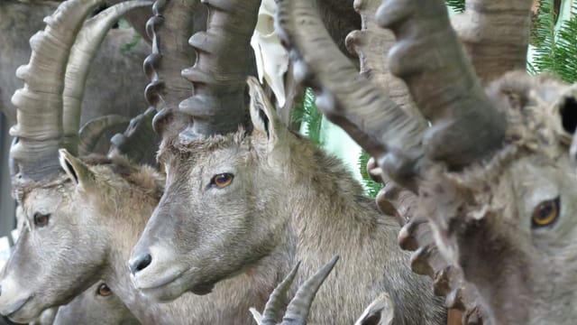 Steinbock-Präparate. Steinbock-Präparate.