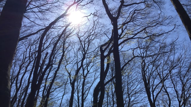 Wald Wald
