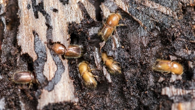 Borkenkäfer fressen sich ins Holz Borkenkäfer fressen sich ins Holz