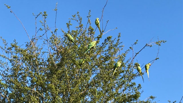 Vögel sitzen in einer Baumkrone. Vögel sitzen in einer Baumkrone.
