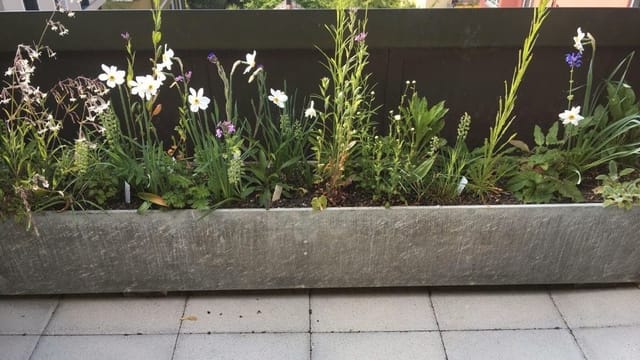 Dachterasse mit Blumen