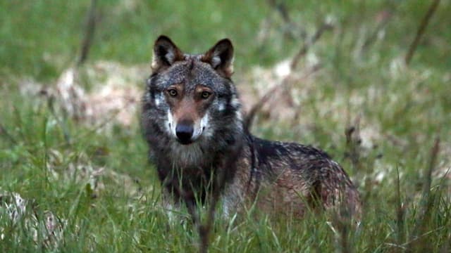 Wolf auf einer Wiese Wolf auf einer Wiese